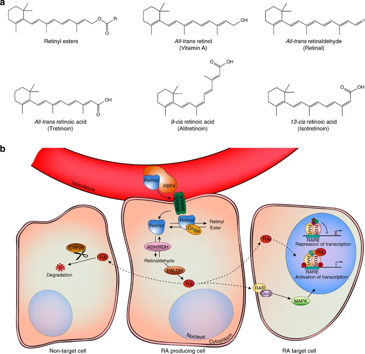 Molecular structures of retinoids and their cellular mechanism of action involving vitamin A receptor binding and gene transcription regulation.